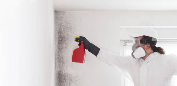 Best Commercial Mold Remediation in Bainbridge, PA